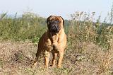 BULLMASTIFF 020